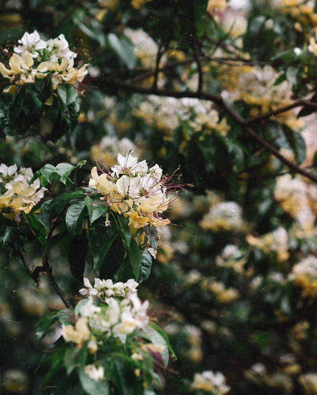 (Ảnh: Mituchan259) (Ảnh: Mituchan259)