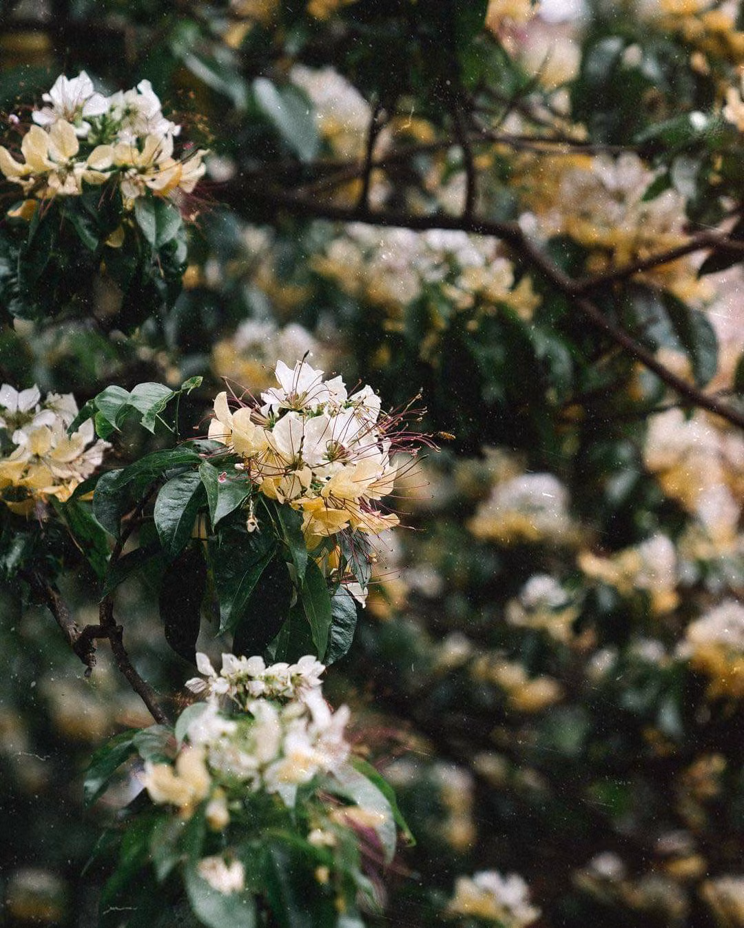 (Ảnh: Mituchan259)