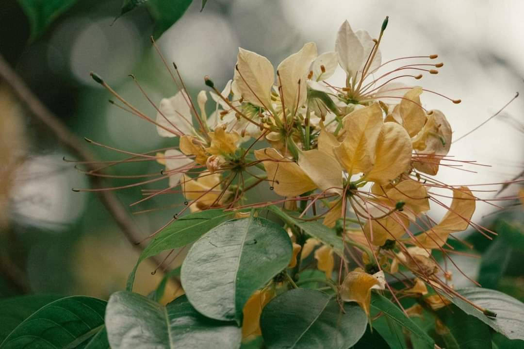 Cận cảnh loài hoa gây nhớ thương cho người dân Hà thành. (Ảnh: dowon.foto) Cận cảnh loài hoa gây nhớ thương cho người dân Hà thành. (Ảnh: dowon.foto)