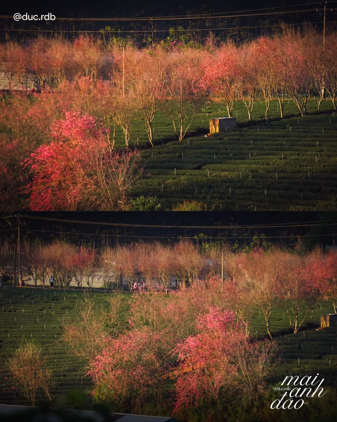Mai anh đào "nhuộm hồng" cả một góc trời. (Ảnh: Nguyễn Minh Đức) Mai anh đào "nhuộm hồng" cả một góc trời. (Ảnh: Nguyễn Minh Đức)