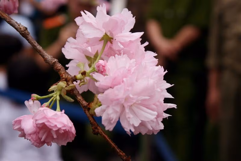 Vẻ đẹp tuyệt vời của loài hoa tượng trưng cho xứ sở mặt trời mọc.