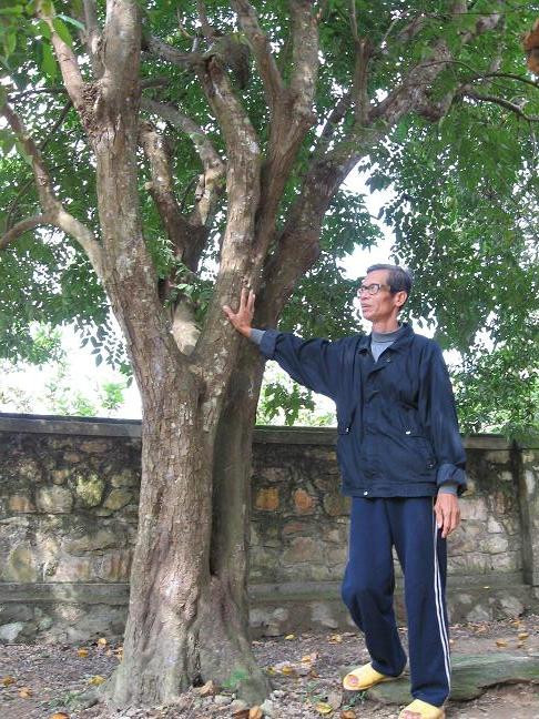 Cây khế hàng trăm năm tuổi trong vườn, nơi Đại tướng thường trèo lên để đọc sách