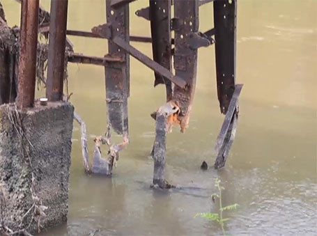 Dân Thủ đô liều mình đi trên cây cầu treo “dọa” sập ảnh 3