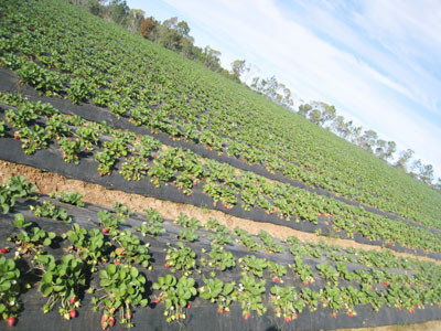 Dâu chín chờ công nhân thu hoạch ở Queensland, Úc