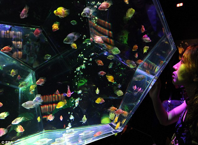 Được trưng bày dưới những ánh đèn nhiều màu sắc, khung cảnh thêm lung linh, cuốn hút người xem