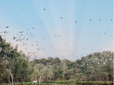 “Quốc đảo” Trà Sư của những loài thiên điểu