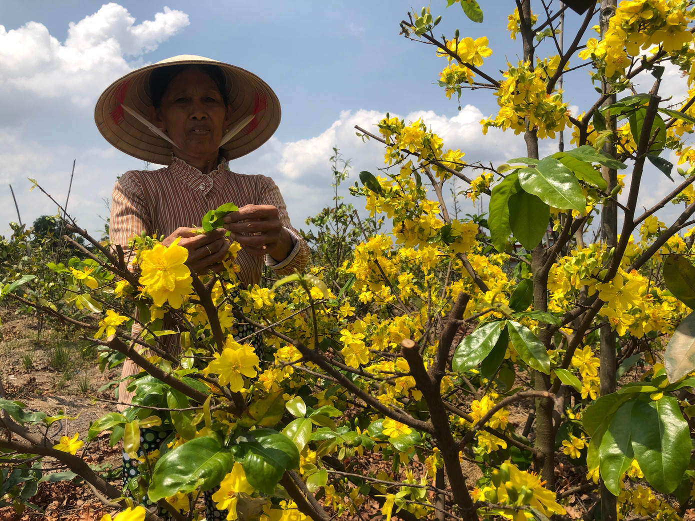 Bà Nguyễn Thị Nhan từ hộ nghèo đã trở thành tỷ phú với tài sản là 1.800 gốc mai Bà Nguyễn Thị Nhan từ hộ nghèo đã trở thành tỷ phú với tài sản là 1.800 gốc mai