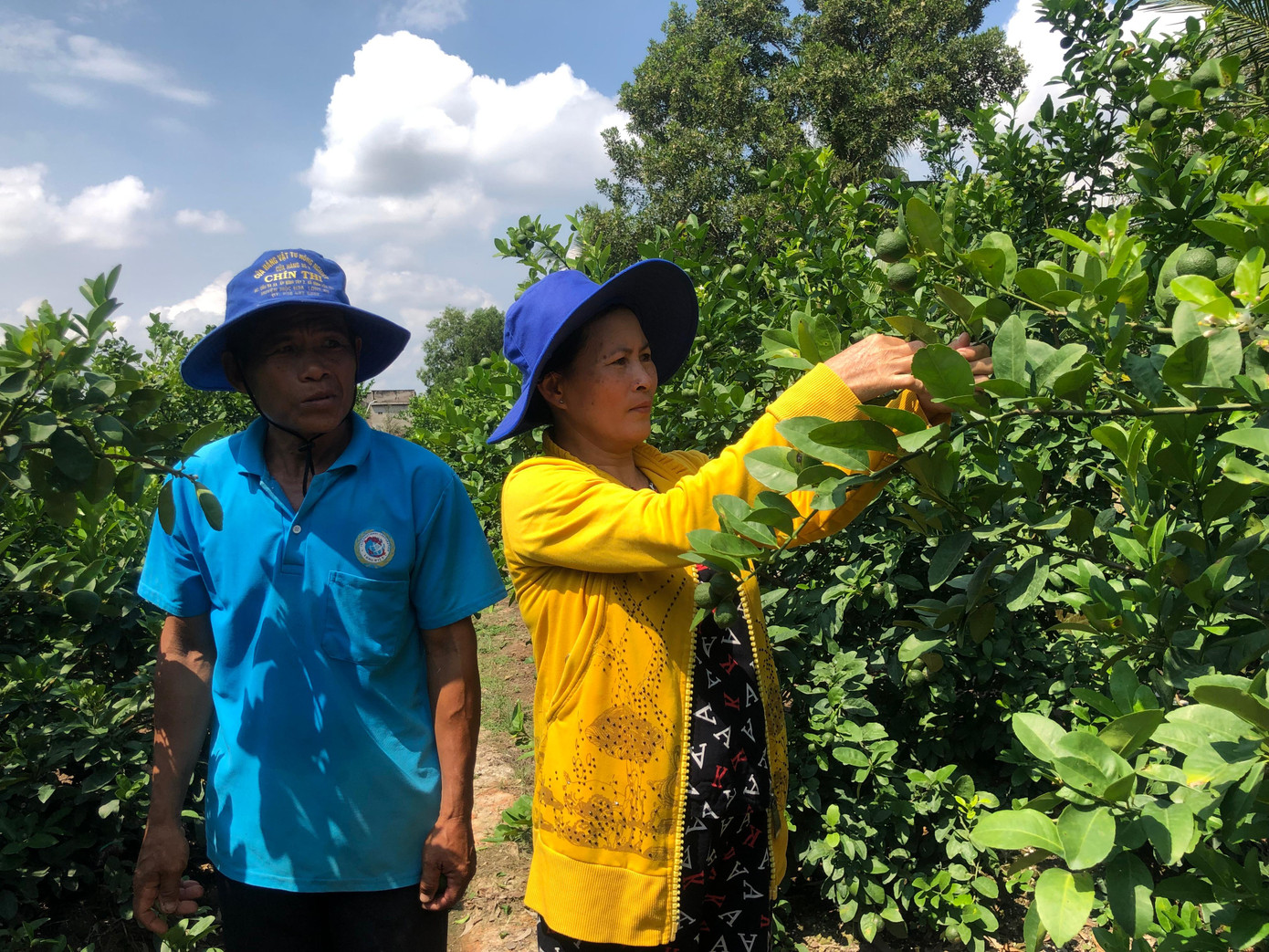 Vợ chồng bà Lê Thị Lặc thoát nghèo nhờ nguồn vốn vay từ Quỹ hỗ trợ cộng đồng David Dương để trồng chanh và nuôi bò Vợ chồng bà Lê Thị Lặc thoát nghèo nhờ nguồn vốn vay từ Quỹ hỗ trợ cộng đồng David Dương để trồng chanh và nuôi bò