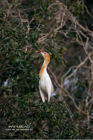 Trà Sư - khu bảo tồn các loài thiên điểu Trà Sư - khu bảo tồn các loài thiên điểu