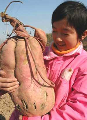 Một em bé đang chiêm ngưỡng củ khoai khổng lồ