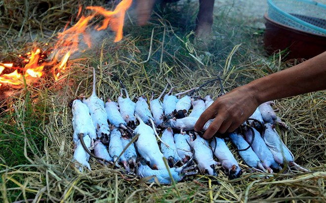 Sau khi làm sạch lông chuột được thui rơm như làm thịt chó. Hàng chục con được xếp đều trên những cọng rơm mới sau mùa gặt