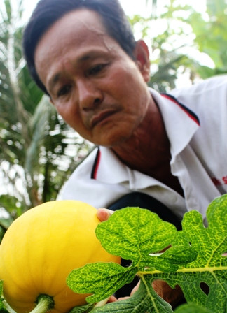 Trồng dưa hấu thỏi vàng thu tiền tỷ dịp Tết ảnh 2