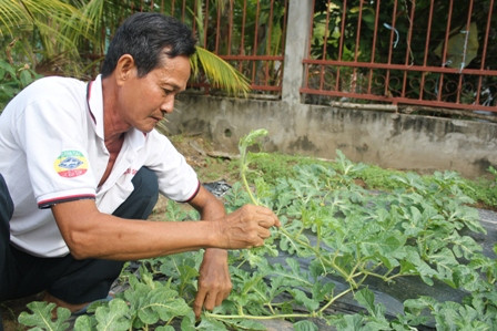 Trồng dưa hấu thỏi vàng thu tiền tỷ dịp Tết ảnh 1