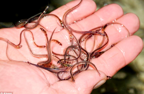 Phương pháp l làm đẹp mới - tắm chung với lươn trong một bể nước để làm sạch da chết