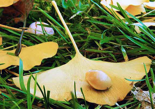 Thảo mộc ngừa say rượu bia ngày Tết ảnh 1