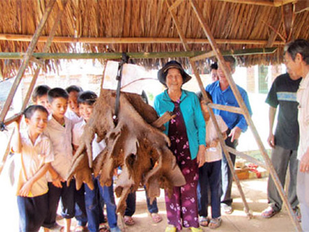  Củ khoai mỡ tía thu hút sự chú ý của nhiều người dân