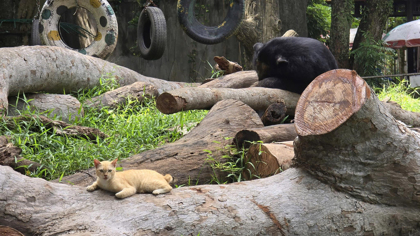 Chẳng còn hình ảnh "boss" ngủ gà ngủ gật giữa trưa, thay vào đó là cảnh bọn họ lượn lờ đi dạo, chạy nhảy, rượt đuổi nhau cực kỳ sinh động. Ảnh: Thảo Cầm Viên - Sài gòn Zoo & Botanical Gardens Chẳng còn hình ảnh "boss" ngủ gà ngủ gật giữa trưa, thay vào đó là cảnh bọn họ lượn lờ đi dạo, chạy nhảy, rượt đuổi nhau cực kỳ sinh động. Ảnh: Thảo Cầm Viên - Sài gòn Zoo & Botanical Gardens