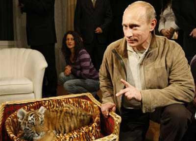 Thủ tướng Putin bên con hổ mới được tặng. (Ảnh AP)