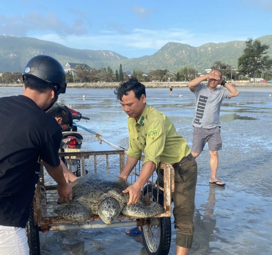 Lực lượng chức năng phối hợp cùng du khách tiến hành cứu hộ cá thể rùa mắc cạn trở về biển. Ảnh: VQG Côn Đảo
