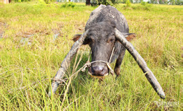 Cặp sừng của Cui trông như chữ V úp ngược, còn được gọi là sừng chỉ địa.