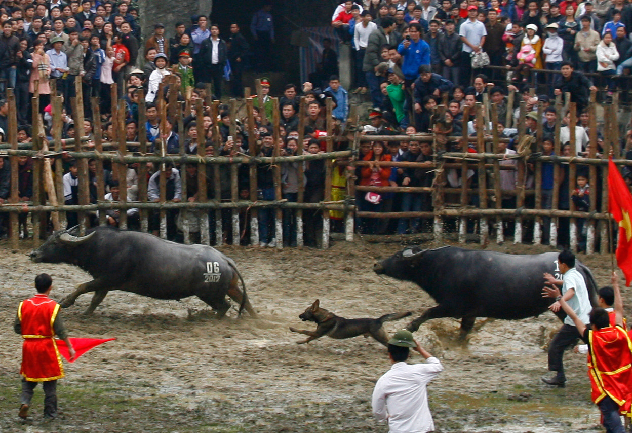 Cẩu cùng trâu tấn công đối thủ