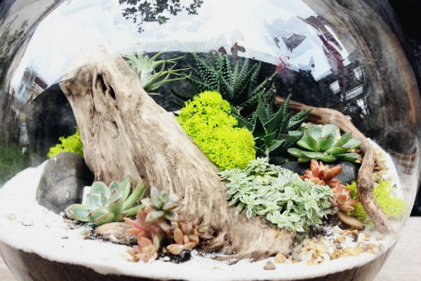 Nữ kiến trúc sư bỏ việc nhà nước, kiếm 40 triệu/tháng từ cây cảnh mini ảnh 5