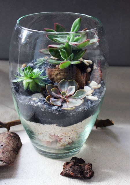 Nữ kiến trúc sư bỏ việc nhà nước, kiếm 40 triệu/tháng từ cây cảnh mini ảnh 12