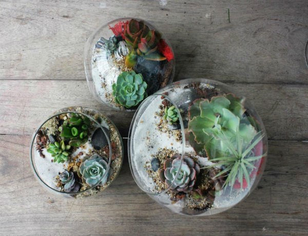 Nữ kiến trúc sư bỏ việc nhà nước, kiếm 40 triệu/tháng từ cây cảnh mini ảnh 2