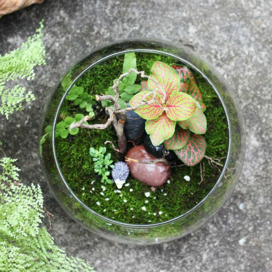 Nữ kiến trúc sư bỏ việc nhà nước, kiếm 40 triệu/tháng từ cây cảnh mini ảnh 13