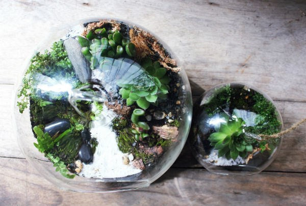 Nữ kiến trúc sư bỏ việc nhà nước, kiếm 40 triệu/tháng từ cây cảnh mini ảnh 7