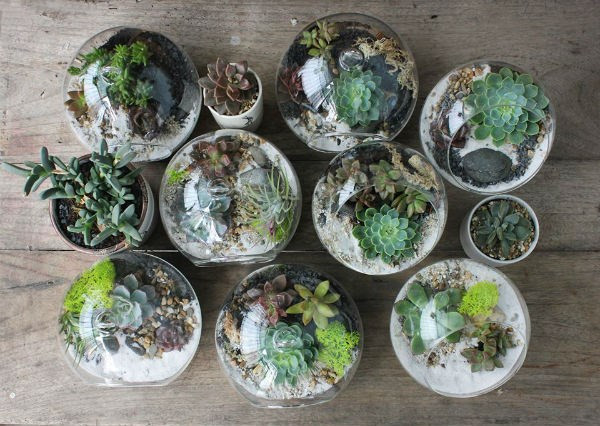 Nữ kiến trúc sư bỏ việc nhà nước, kiếm 40 triệu/tháng từ cây cảnh mini ảnh 14