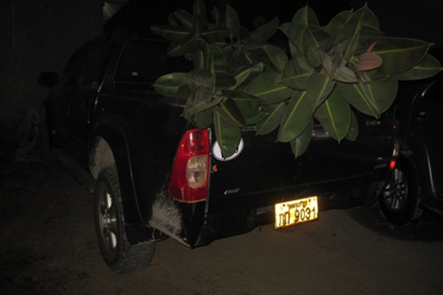 Chiếc xe biển số Lào được ngụy trang thêm một cây cảnh trên thùng để che mắt lực lượng chức năng. Ảnh: T.Đ