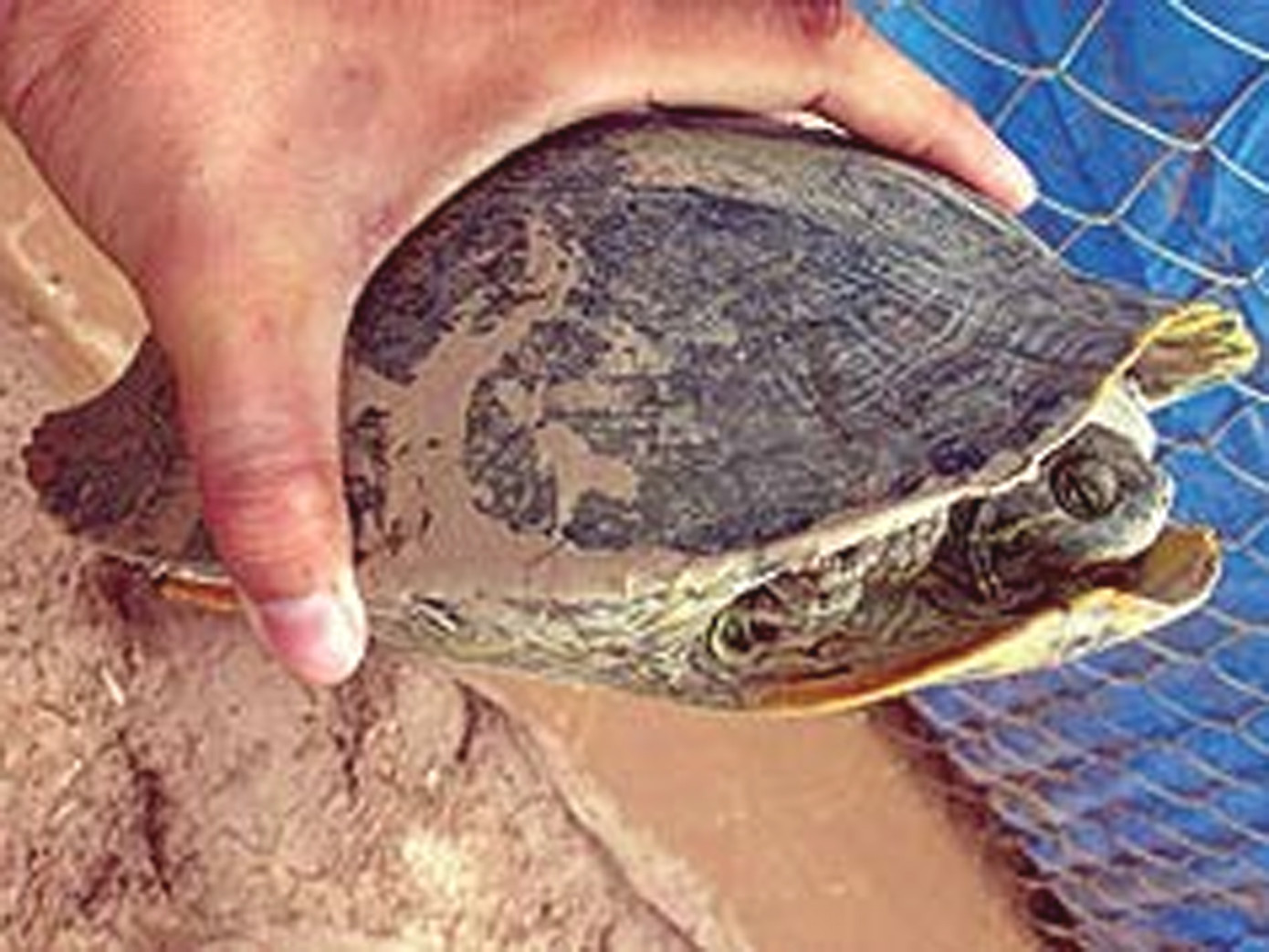 Rùa tai đỏ, sinh vật ngoại lai đứng đầu danh sách 100 loài gây hại nhất thế giới đã xuất hiện ở VN từ 10 năm nay. Ảnh: Q.Thuần (Thanh Niên)