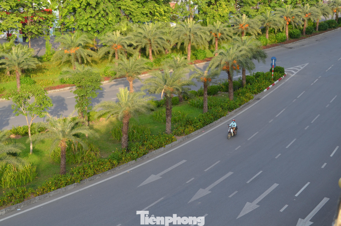 Nút giao thông trung tâm quận Long Biên chính thức được khởi công ngày 6/5/2014. Bên cạnh việc có ý nghĩa quan trọng trong việc kết nối giao thông các tuyến cửa ngõ phía Bắc của Thủ đô, thì sau 7 năm, nơi đây đã có hệ thống cây xanh tươi tốt với điểm nhấn là hàng trăm cây chà là. Hè về, những ai đi qua nơi này đều cảm thấy thích thú với những chiếc tán lá rộng cùng quả màu vàng sẫm độc đáo của cây chà là. Chà là thuộc họ Cau - loài được trồng để lấy quả. Kích thước trung bình từ 15-20m, lá dài từ 3-5m, thân màu xám bạc và xù xì. Nhiều tài liệu cho rằng, nguồn gốc xuất xứ của nó ở các đảo thuộc Vịnh Ba Tư. Quả chà là mọc thành chùm như cau, khi chín có màu vàng, sau đó chuyển sang nâu sẫm. Ở Hà Nội, loài cây này được trồng với mục đích tạo cảnh quan, lấy bóng mát trên các tuyến đường giao thông huyết mạch. Ngắm hàng cây chà là xanh tốt trên nút giao thông Long Biên - Nguyễn Văn Cừ từ điểm cầu vượt tại nút giao.