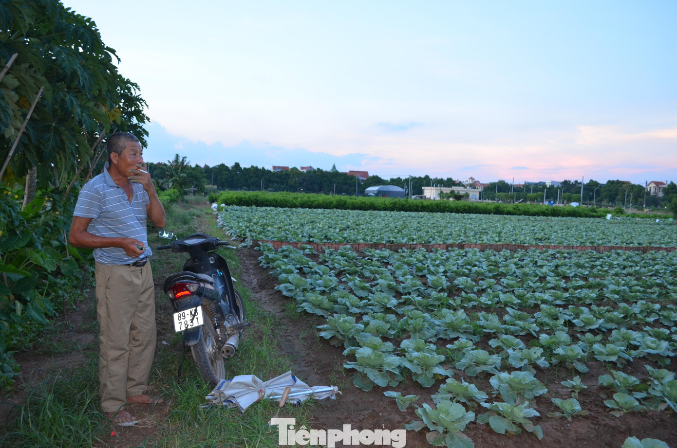 “Năm ngoái, vụ đầu nhà tôi còn bán được 7-8 triệu/sào; vụ sau là mất trắng. Năm nay cũng vậy, nhiều hộ thu hoạt rồi ủng hộ các nơi với số tiền 1 nghìn đồng/kg, gỡ được đồng nào thì gỡ. Tôi chỉ mong cả nước sớm trở lại trạng thái bình thường cho bà con nông dân đỡ khổ”, ông Hòa chia sẻ.