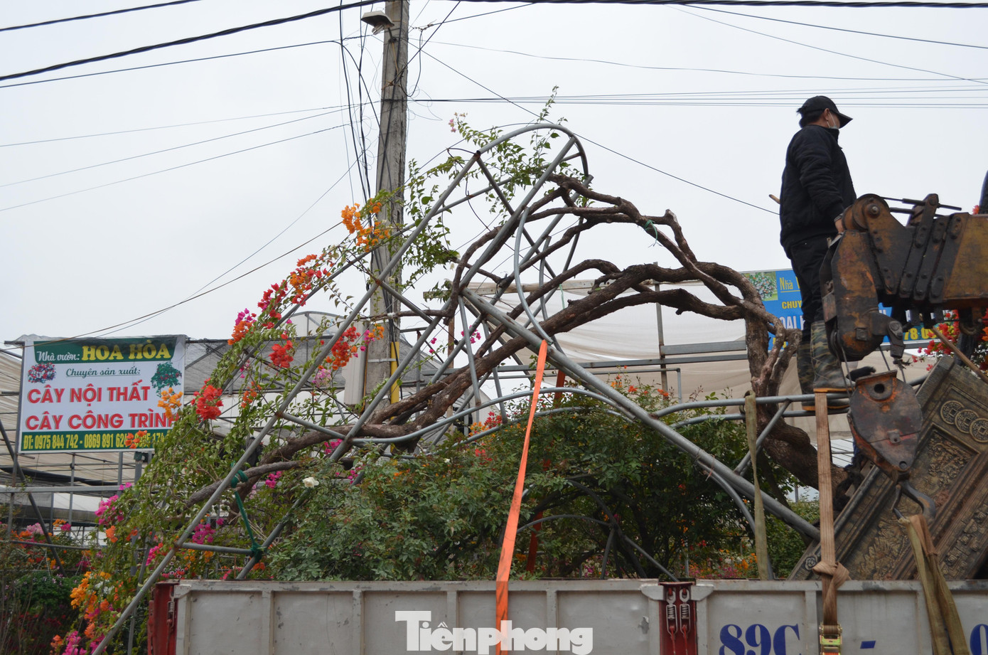 Một cây hoa giấy uốn theo thế cong sang một bên cũng được bán xấp xỉ với mức giá này.