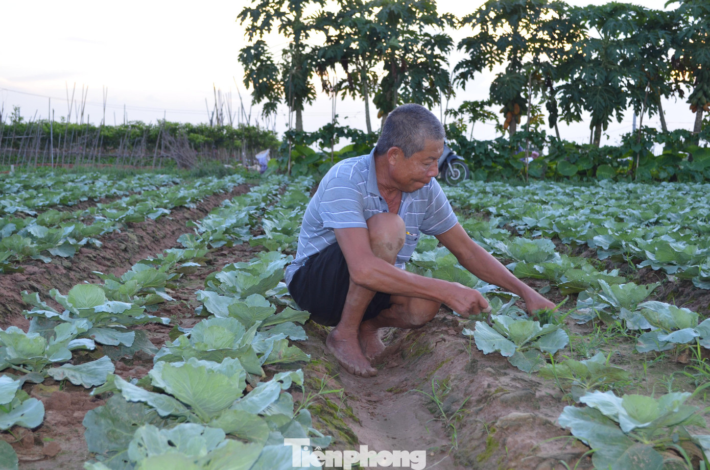 Ông Hòa, người dân thôn Quan Trung 1, cho biết, hiện nhà ông có hơn 5 sào trồng bắp cải đang sắp đến vụ thu hoạch. Ông kỳ vọng, sắp tới, dịch lắng xuống để có thể đảm bảo đầu ra cho những luống rau của mình.