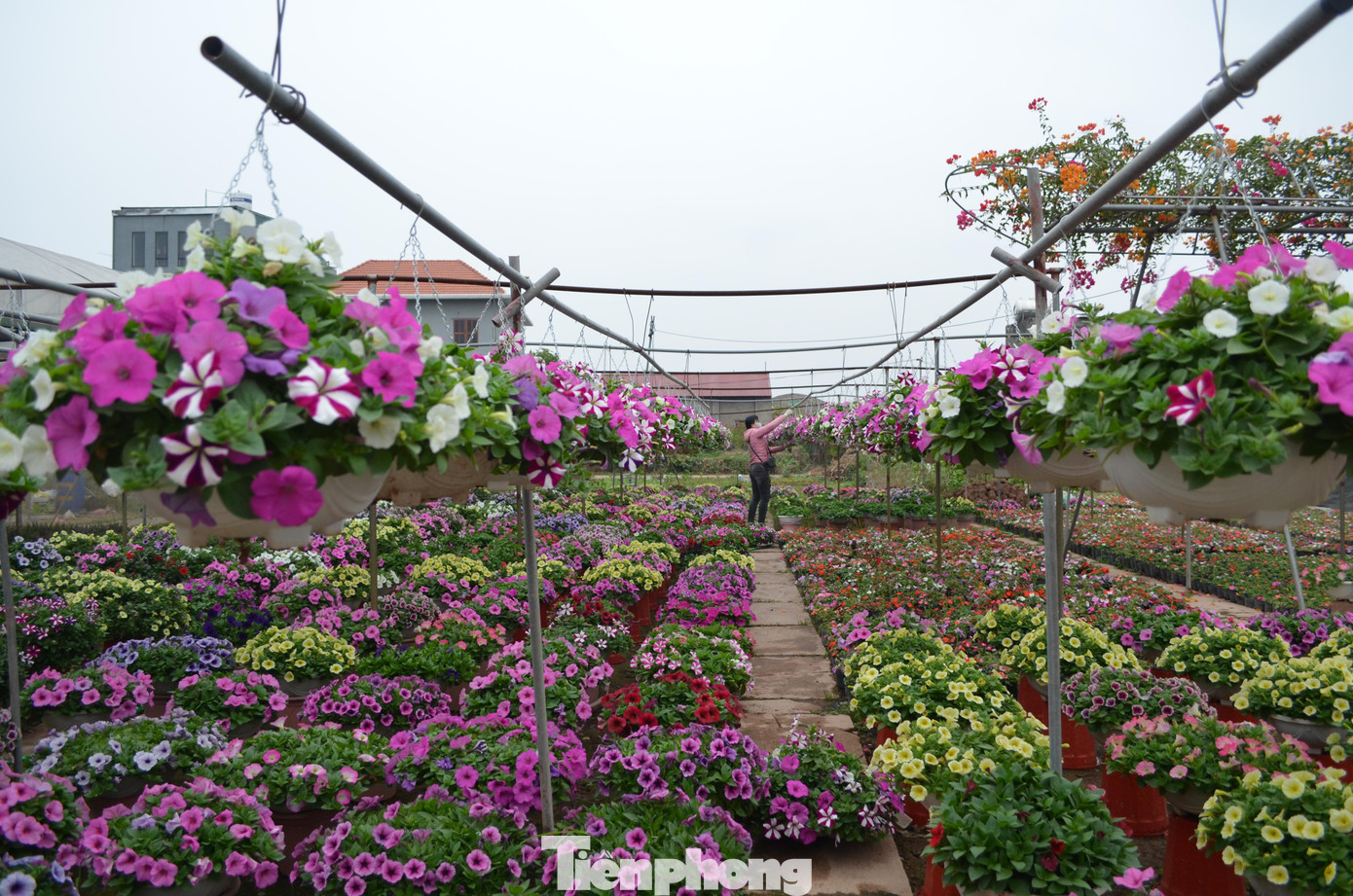 Làng hoa Xuân Quan còn có nhiều chậu hoa dạ yến thảo với đủ loại sắc màu cùng mùi hương dìu dịu quyến rũ.