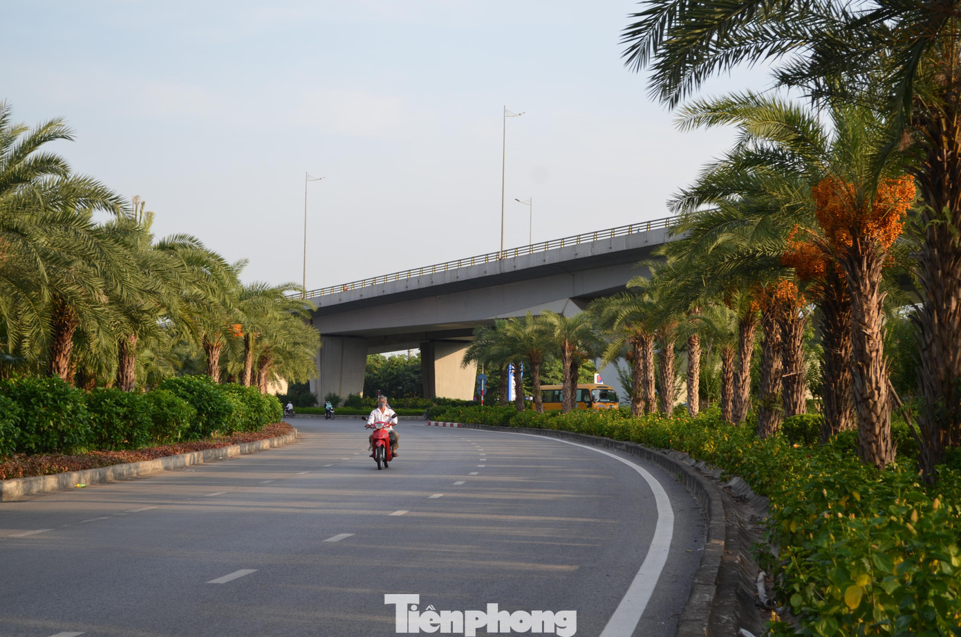 Hè về, những ai đi qua nơi này đều cảm thấy thích thú với những chiếc tán lá rộng cùng quả màu vàng sẫm độc đáo của cây chà là. Chà là thuộc họ Cau - loài được trồng để lấy quả. Kích thước trung bình từ 15-20m, lá dài từ 3-5m, thân màu xám bạc và xù xì. Nhiều tài liệu cho rằng, nguồn gốc xuất xứ của nó ở các đảo thuộc Vịnh Ba Tư. Quả chà là mọc thành chùm như cau, khi chín có màu vàng, sau đó chuyển sang nâu sẫm. Ở Hà Nội, loài cây này được trồng với mục đích tạo cảnh quan, lấy bóng mát trên các tuyến đường giao thông huyết mạch. Ngắm hàng cây chà là xanh tốt trên nút giao thông Long Biên - Nguyễn Văn Cừ từ điểm cầu vượt tại nút giao.