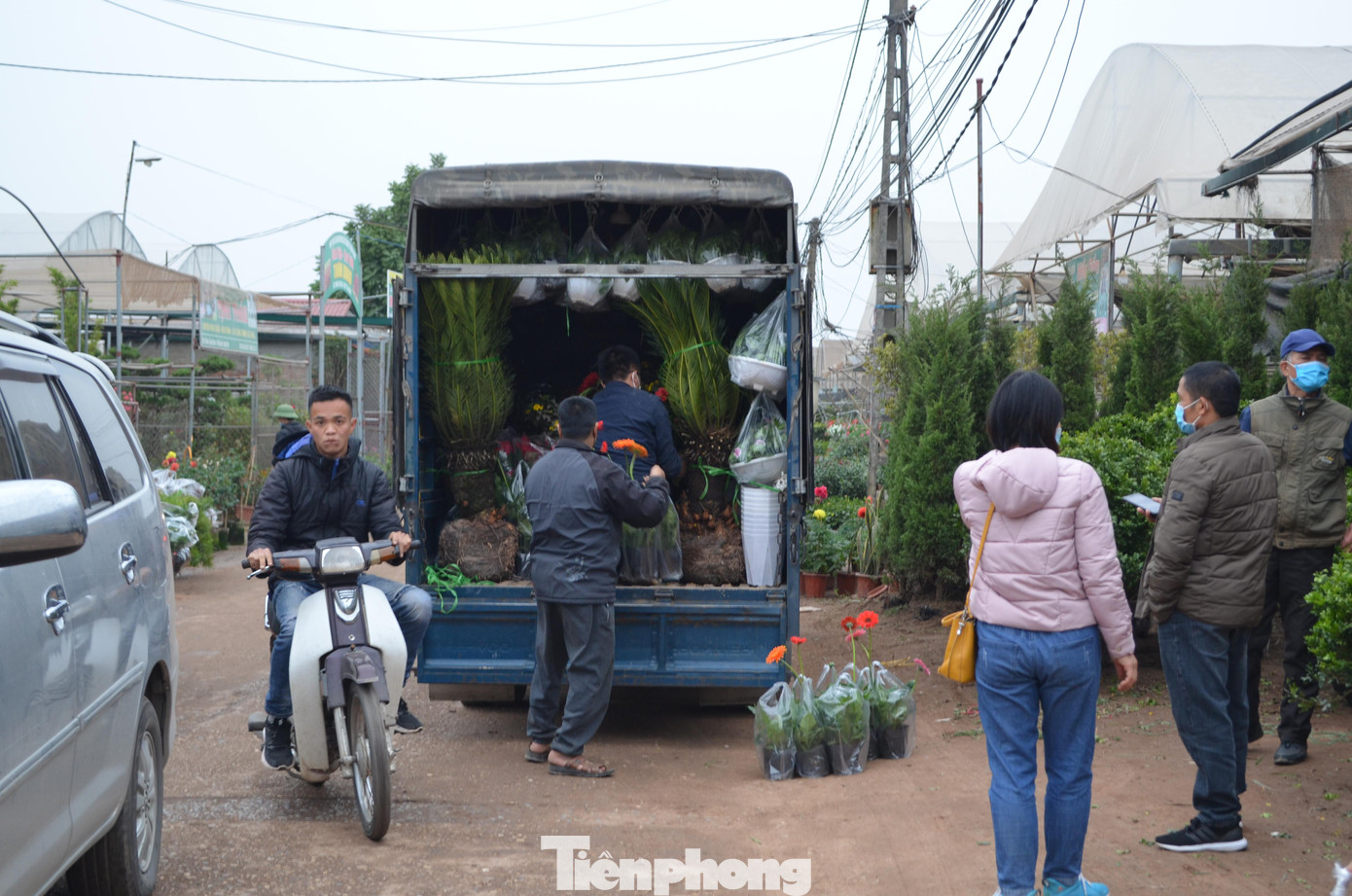 Ghi nhận của PV Tiền Phong ngày 31/12/2021, làng hoa Xuân Quan nhộn nhịp với những đoàn xe tải nối đuôi nhau đến từ mọi nơi đến vận chuyển hoa, cây cảnh đi các tỉnh Thái Bình, Bắc Ninh hay Hà Nội.