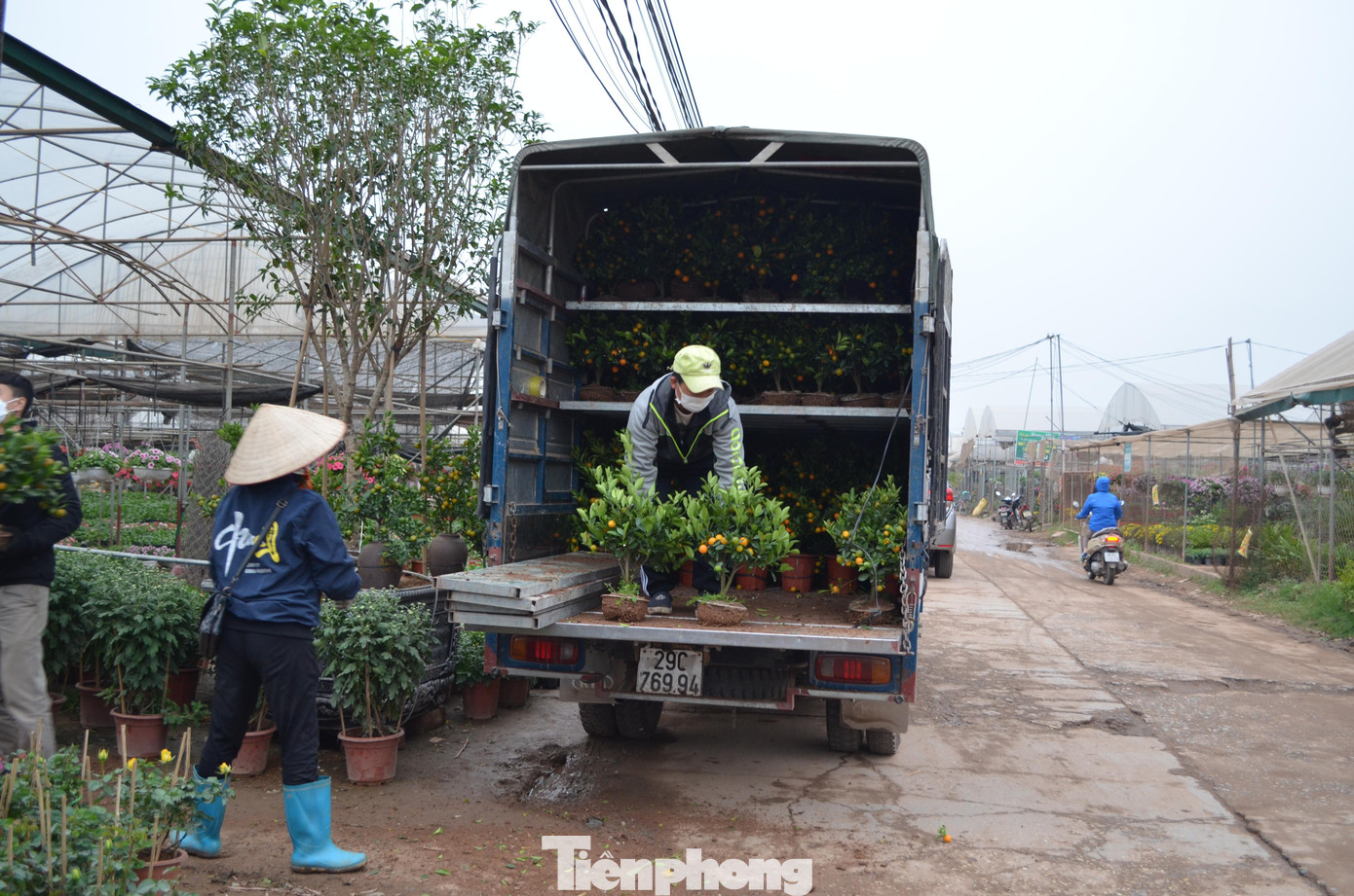 Ngoài ra, làng hoa còn buôn loại quất cảnh nhỏ được trồng từ phường Quảng Bá (quận Tây Hồ, TP. Hà Nội), giá dao động từ 70-100 nghìn đồng/cây.