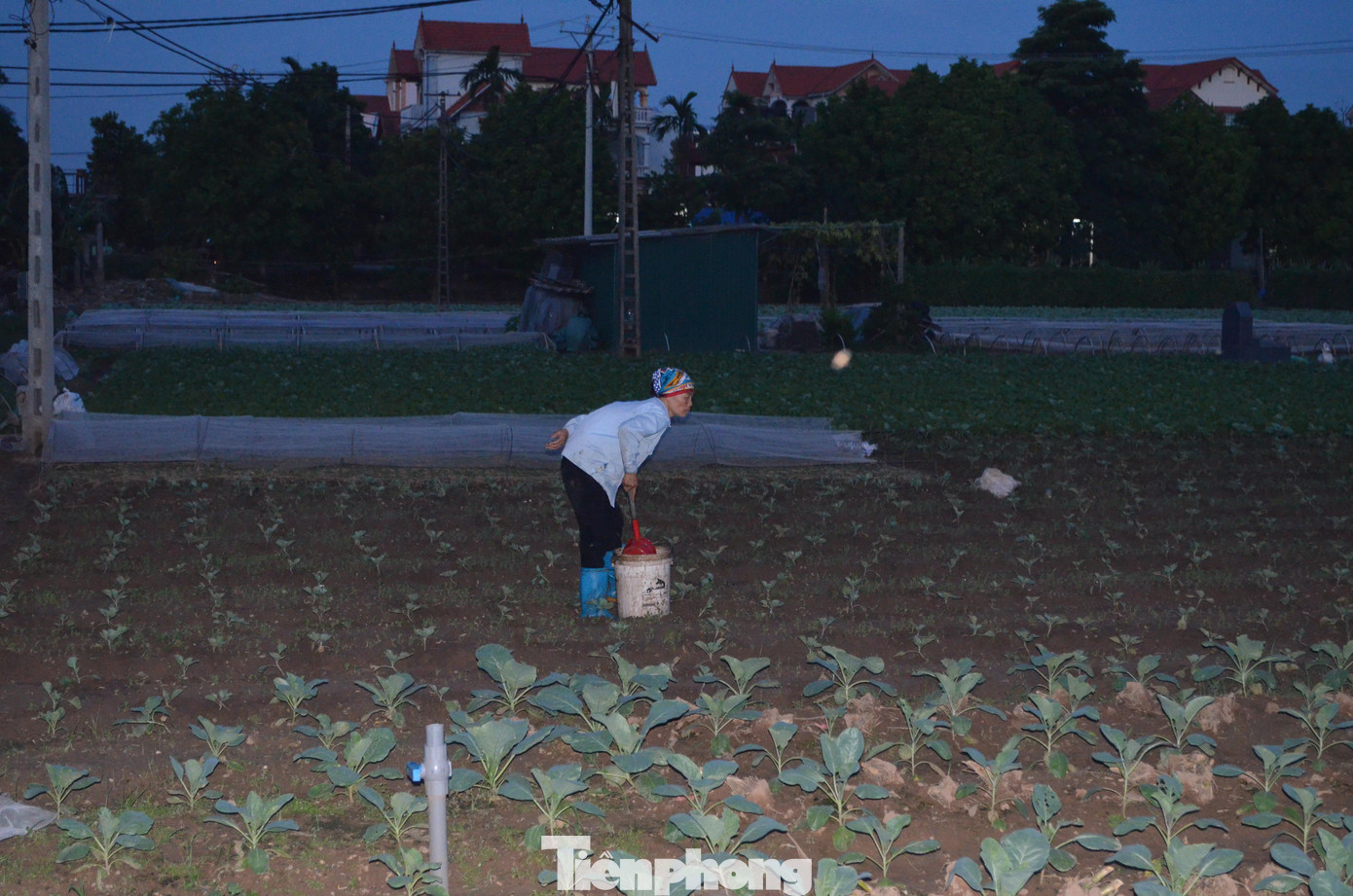 Những ngày này, người dân thôn Quan Trung 1 làm việc từ sáng sớm đến tối mịt.