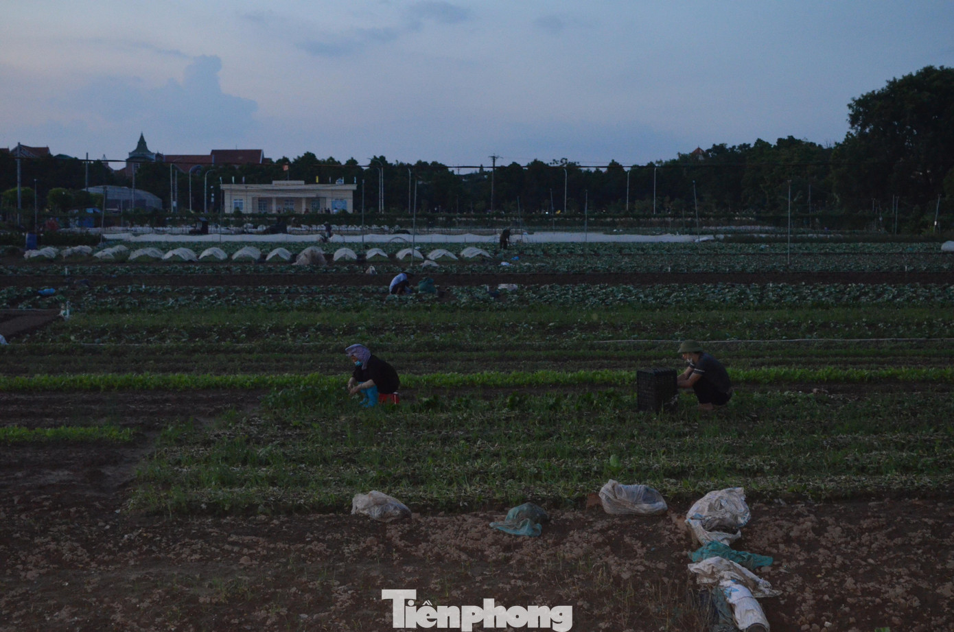 Trước đó (16/9), 39 chốt kiểm soát phòng chống COVID-19 (trong phân vùng 1 – vùng đỏ) của Công an thành phố Hà Nội được đồng loạt tháo dỡ. Thông tin trên giúp cho người nông dân phấn khởi canh tác để sẵn sàng cung cấp lượng lớn nông sản vào nội đô – khi việc thông thương được tạo điều kiện dễ dàng hơn.