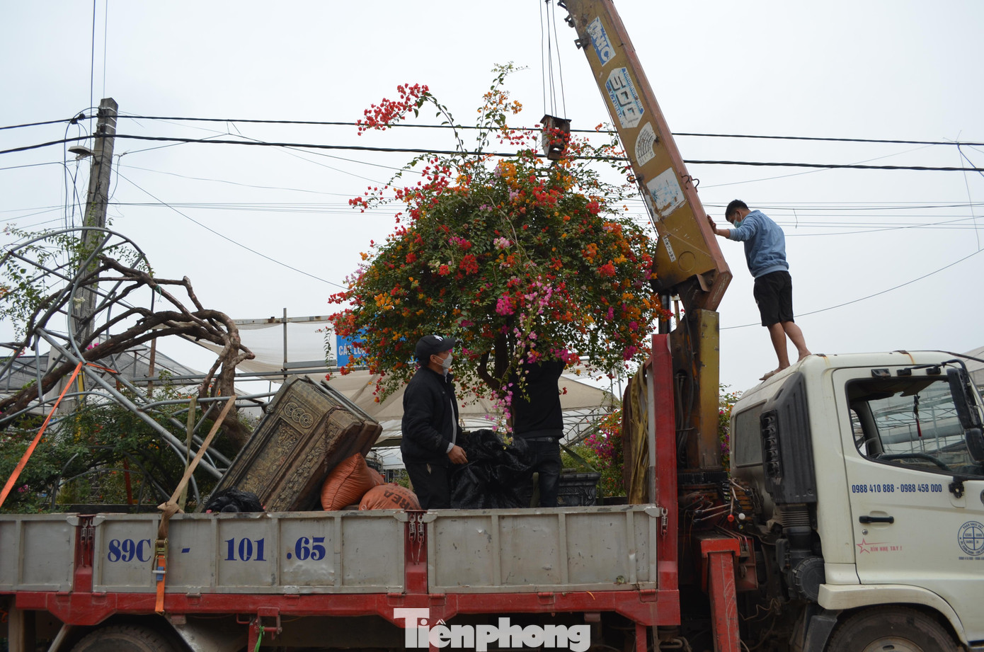 Một cây hoa giấy bonsai của hộ anh Bình, một người dân trong làng được bán với giá 35 triệu đồng.