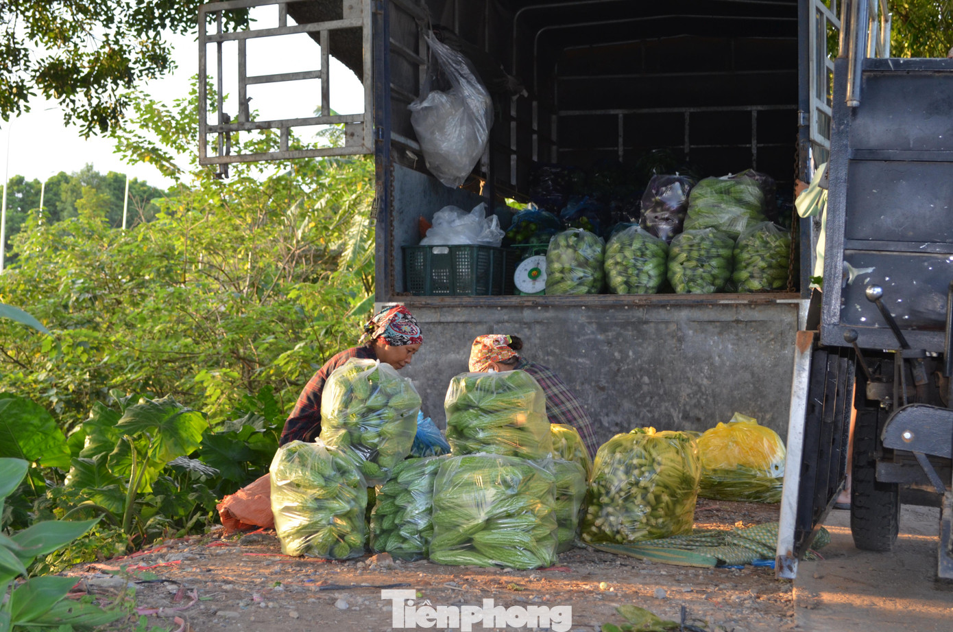 Trên đường, một số hộ đang cân, bán mướp đăng, cà tím… cho thương lái. Nông dân ở đây cho hay, sau khi Hà Nội nới lỏng giãn cách đã có vài xe tải đến thu mua. Nhiều tháng qua, họ phải “ngậm đắng, nuốt cay” bỏ không rau củ quả ngoài đồng mặt cho sâu bệnh phá hoại.