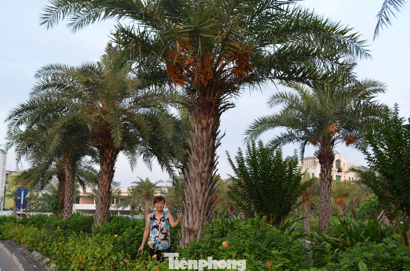 Ở Hà Nội, loài cây này được trồng với mục đích tạo cảnh quan, lấy bóng mát trên các tuyến đường giao thông huyết mạch. Ngắm hàng cây chà là xanh tốt trên nút giao thông Long Biên - Nguyễn Văn Cừ từ điểm cầu vượt tại nút giao.