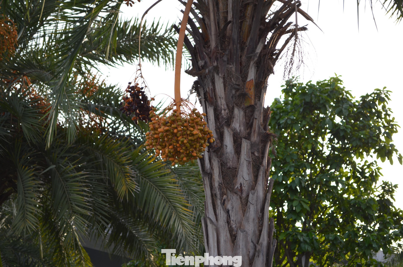 Quả chà là mọc thành chùm như cau, khi chín có màu vàng, sau đó chuyển sang nâu sẫm. Ở Hà Nội, loài cây này được trồng với mục đích tạo cảnh quan, lấy bóng mát trên các tuyến đường giao thông huyết mạch. Ngắm hàng cây chà là xanh tốt trên nút giao thông Long Biên - Nguyễn Văn Cừ từ điểm cầu vượt tại nút giao.
