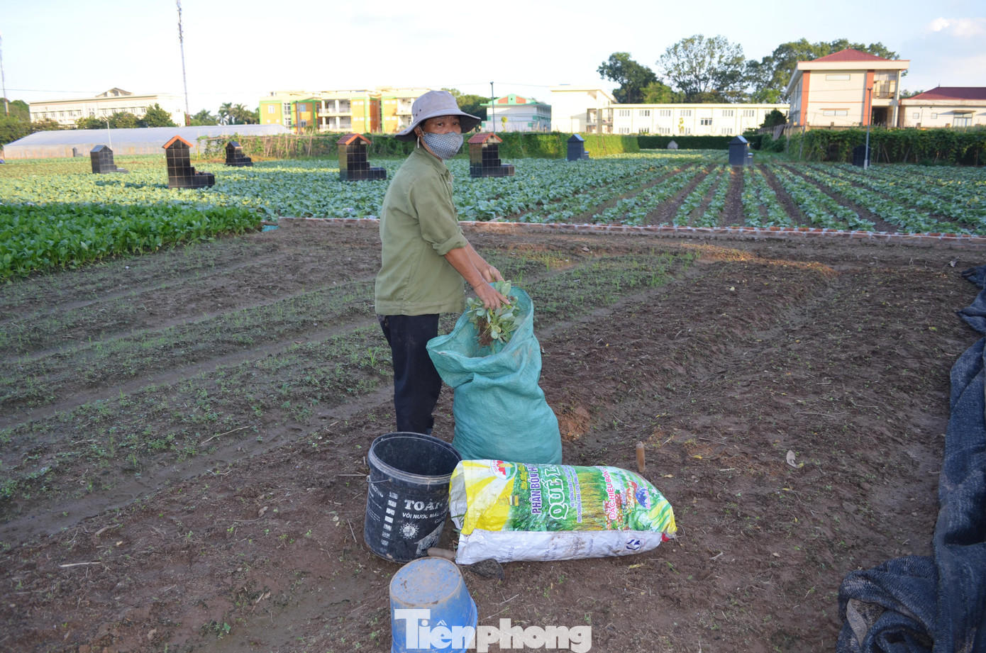 Trong ảnh, một hộ chuyên bán giống cây bắp cải cho bà con nông dân. Hôm nay, phải cắt bỏ vì cây giống đã quá già, để gây lứa mới.