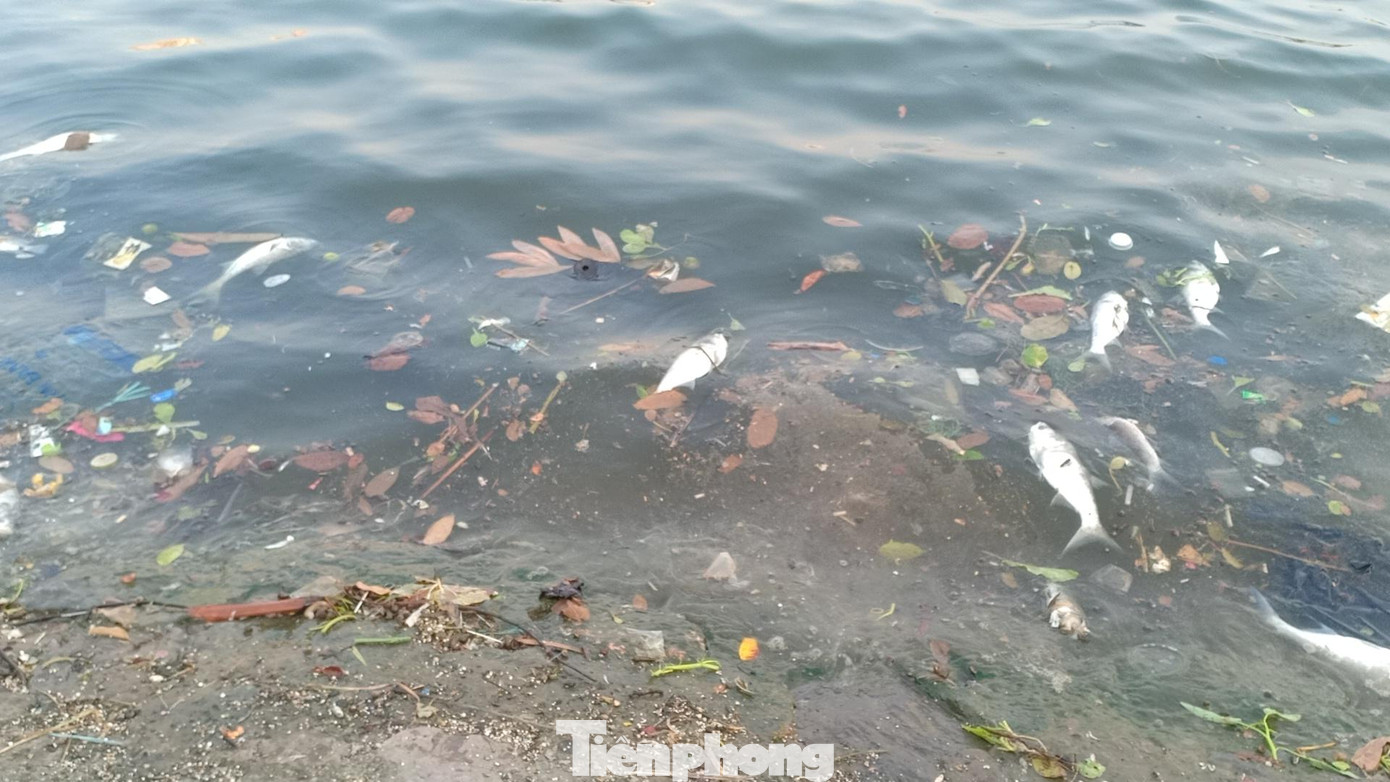 Việc tổ chức thả cá, câu cá tại hồ Định Công là không đúng quy định, tiềm ẩn nguy cơ gây mất an ninh trật tự, vệ sinh môi trường, văn minh đô thị và ảnh hưởng nghiêm trọng đến nguồn nước.