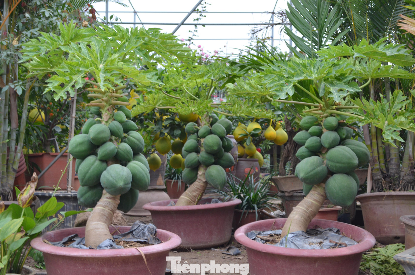 Bưởi, đu đủ cảnh cũng hấp dẫn không kém tại đây.